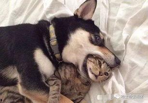 二狗爆料谢航视频大全下载,揭秘背后真相与精彩瞬间